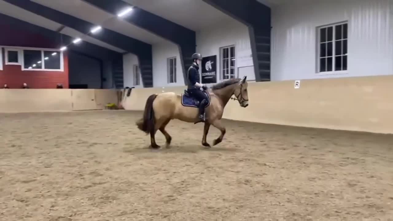 Hoppning hästar till salu: Guldponnyn - Video 2