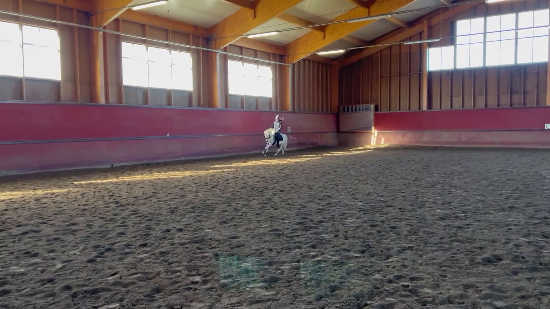 Dressyr hästar till salu: Dream Welsh Pony 10yrs - Video 2