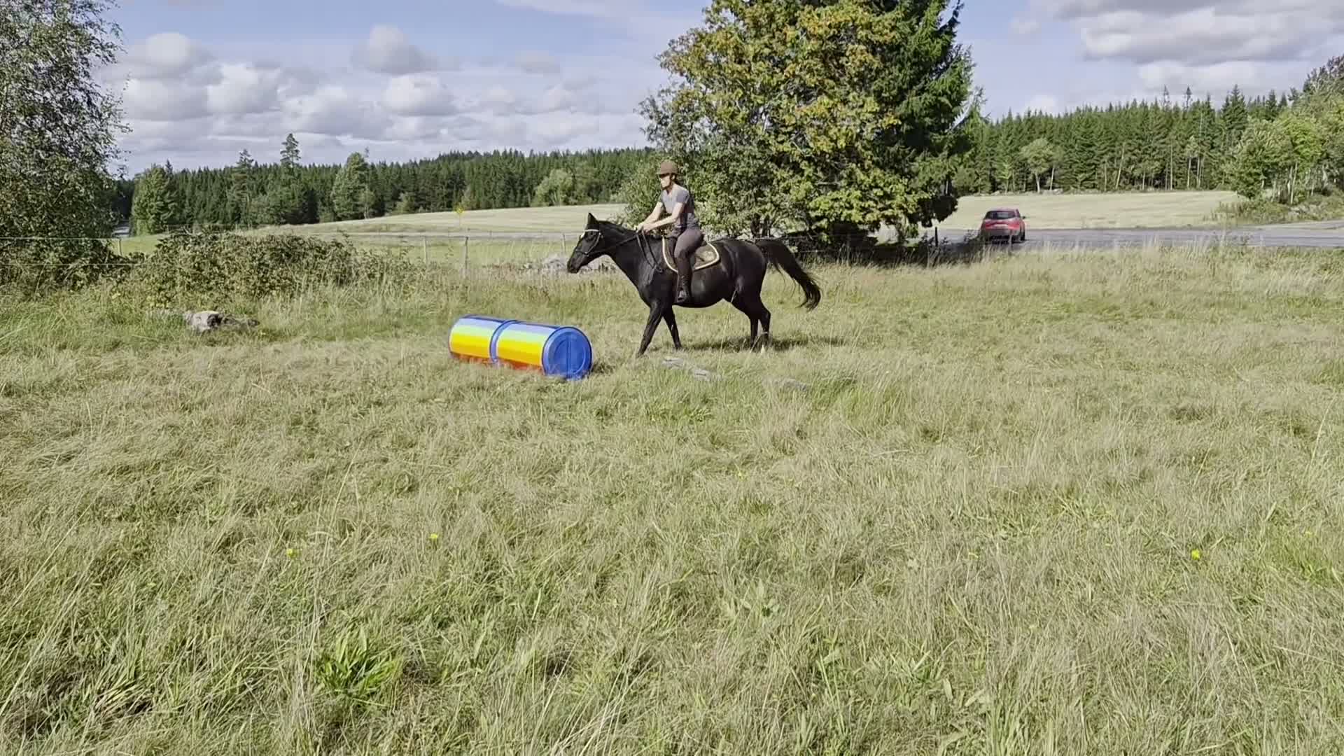 Allround hästar till salu: SWB-sto säljes från uppfödaren i Bodafors - Video 1