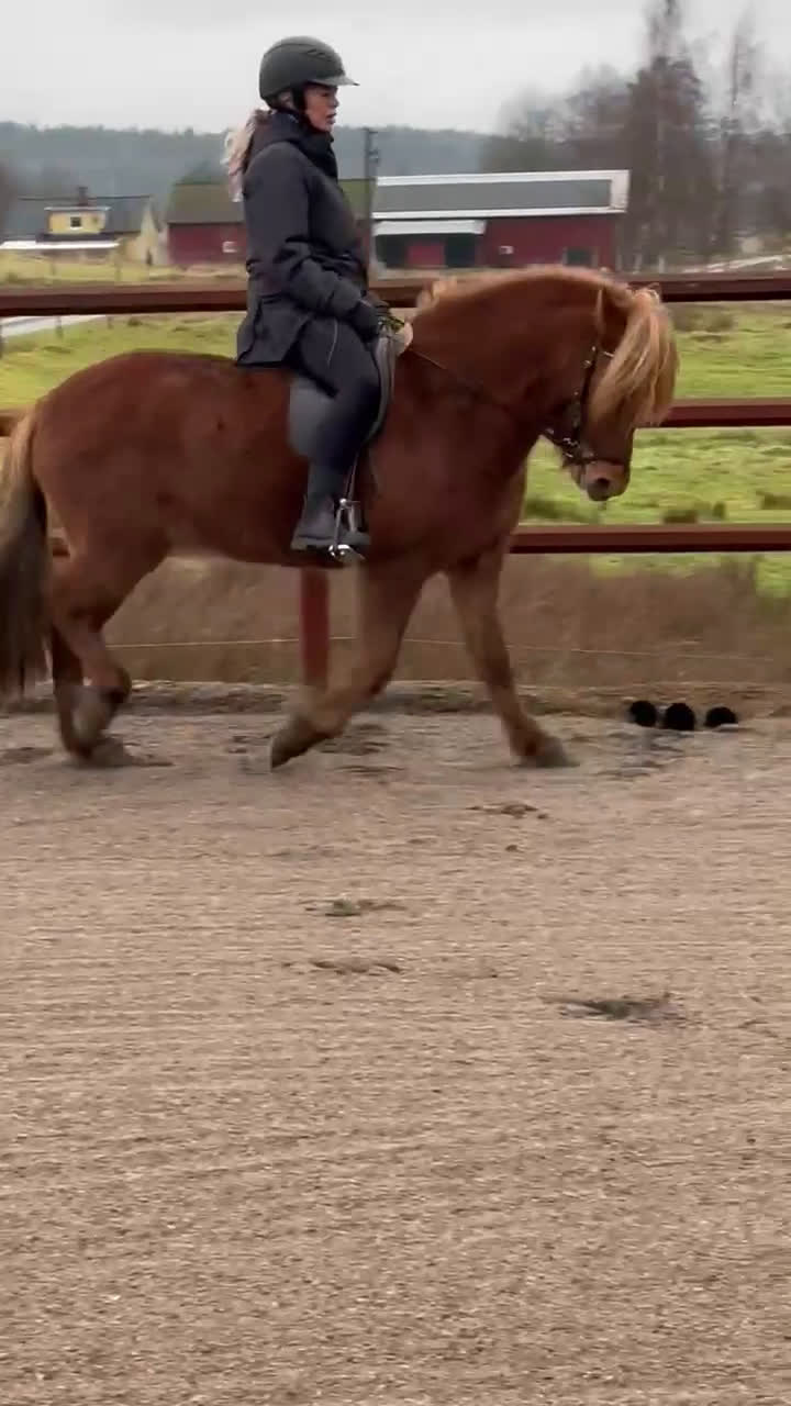 Island hästar till salu: Underbart ungsto! - Video 4