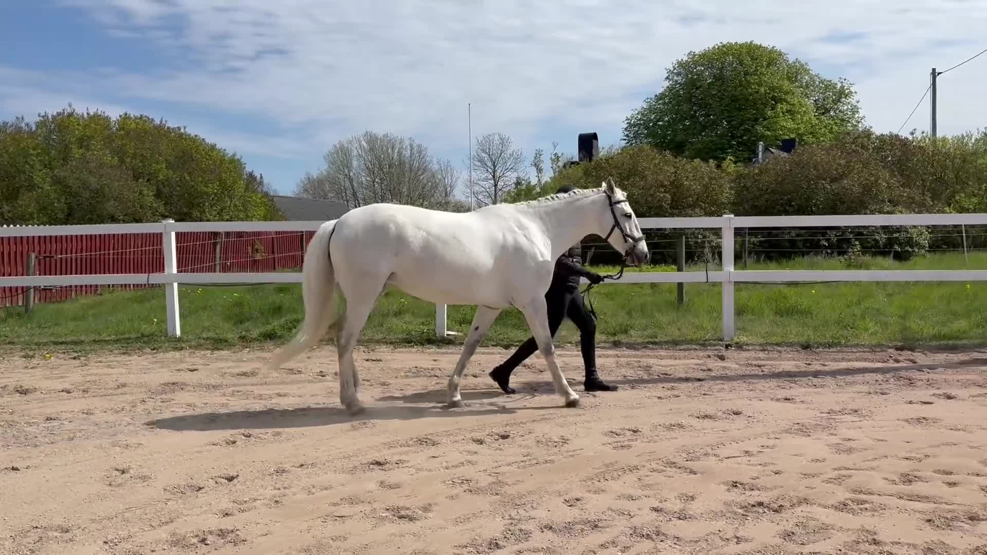 Allround hästar till salu: Iberiskt sto  - Video 2