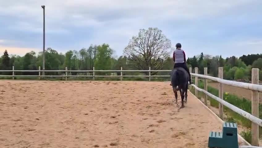 Hoppning hästar till salu: Talangfull 3-åring för framtidens hoppning - Video 4