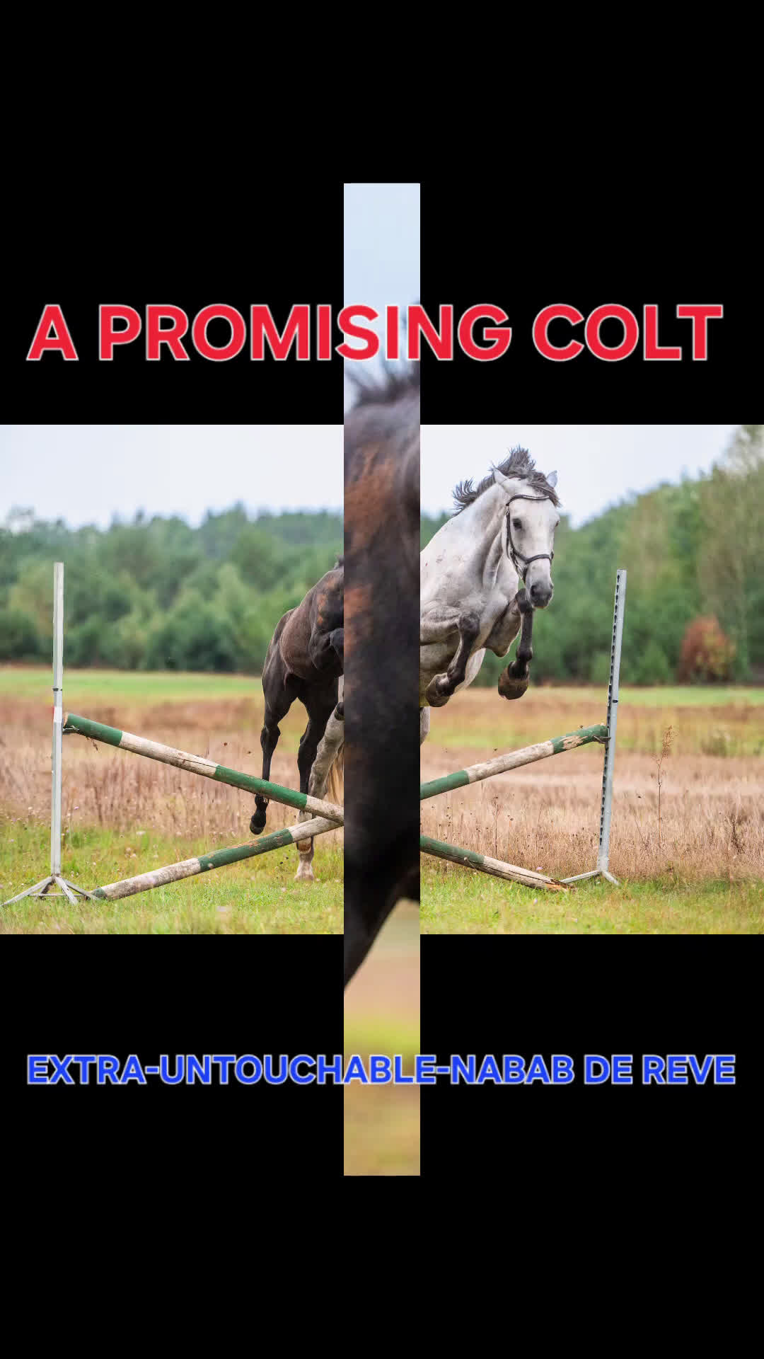 Hoppning hästar till salu: Perspektivföl!!! Qerly Chin-moderlinjen i Sjöbo - Video 1