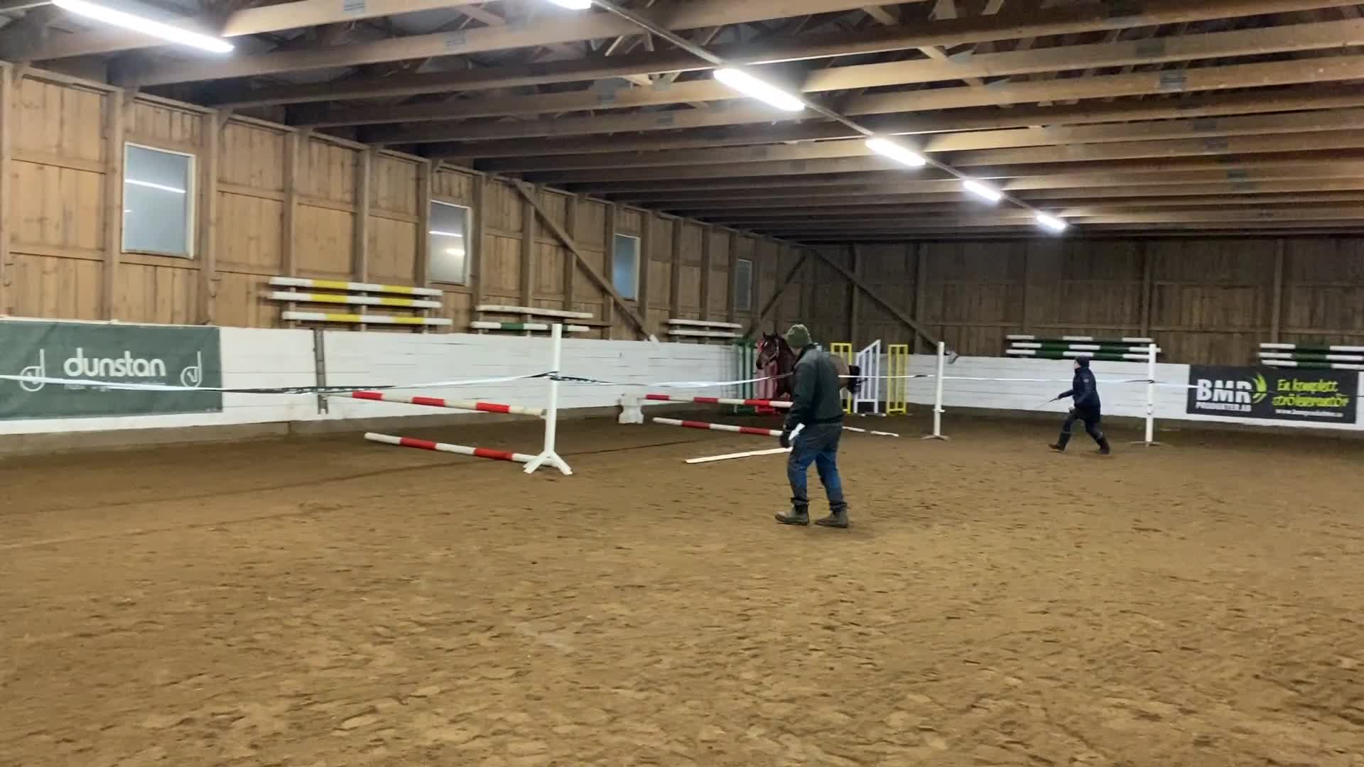 Hoppning hästar till salu: Sto ur svårklassmöderne! - Video 1