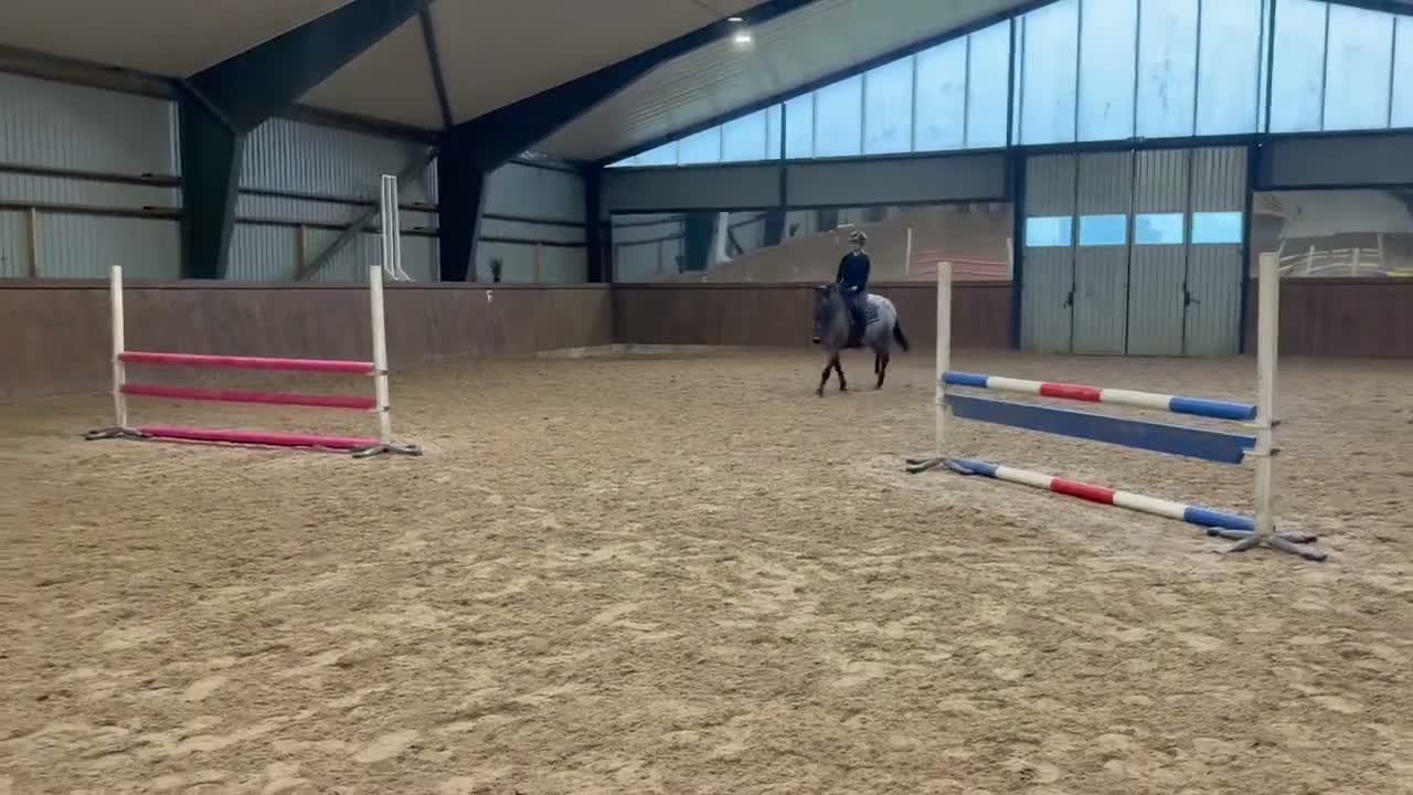 Allround hästar till salu: Charmig 5-årig D-ponny med stor potential. 🤎 - Video 3