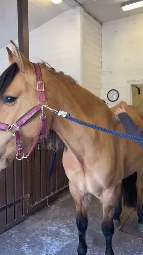 Allround hästar till salu: Triton söker sitt för alltid hem  - Video 2