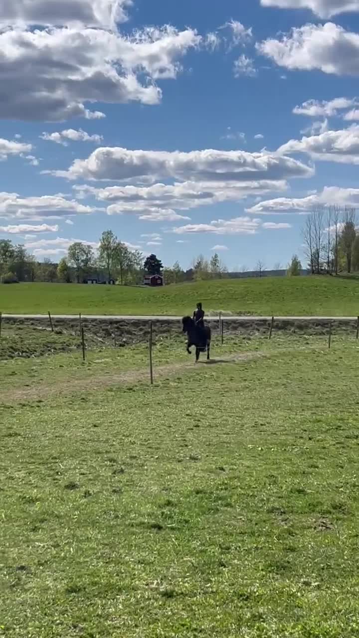 Island hästar till salu: Prins Garpur 👑  - Video 2
