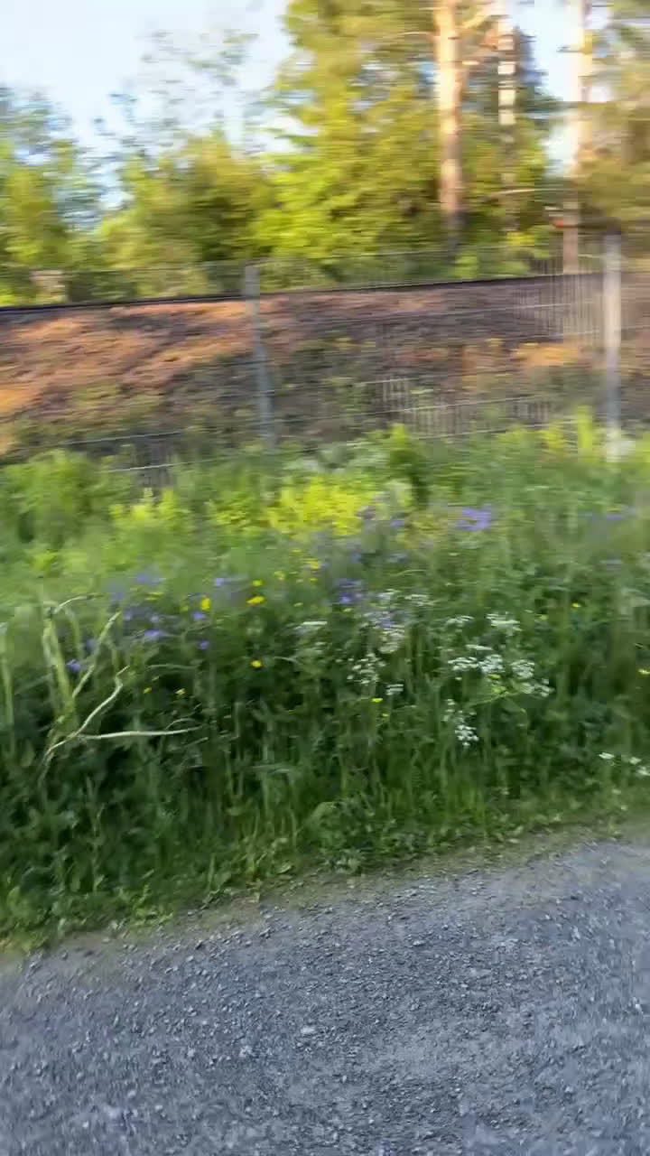 Övrigt hästar till salu: Samarbetsvillig och sällskaplig shettis❤️ - Video 2