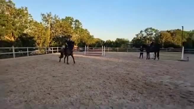 Fälttävlan hästar till salu: Kvickt, litet sto - Video 2