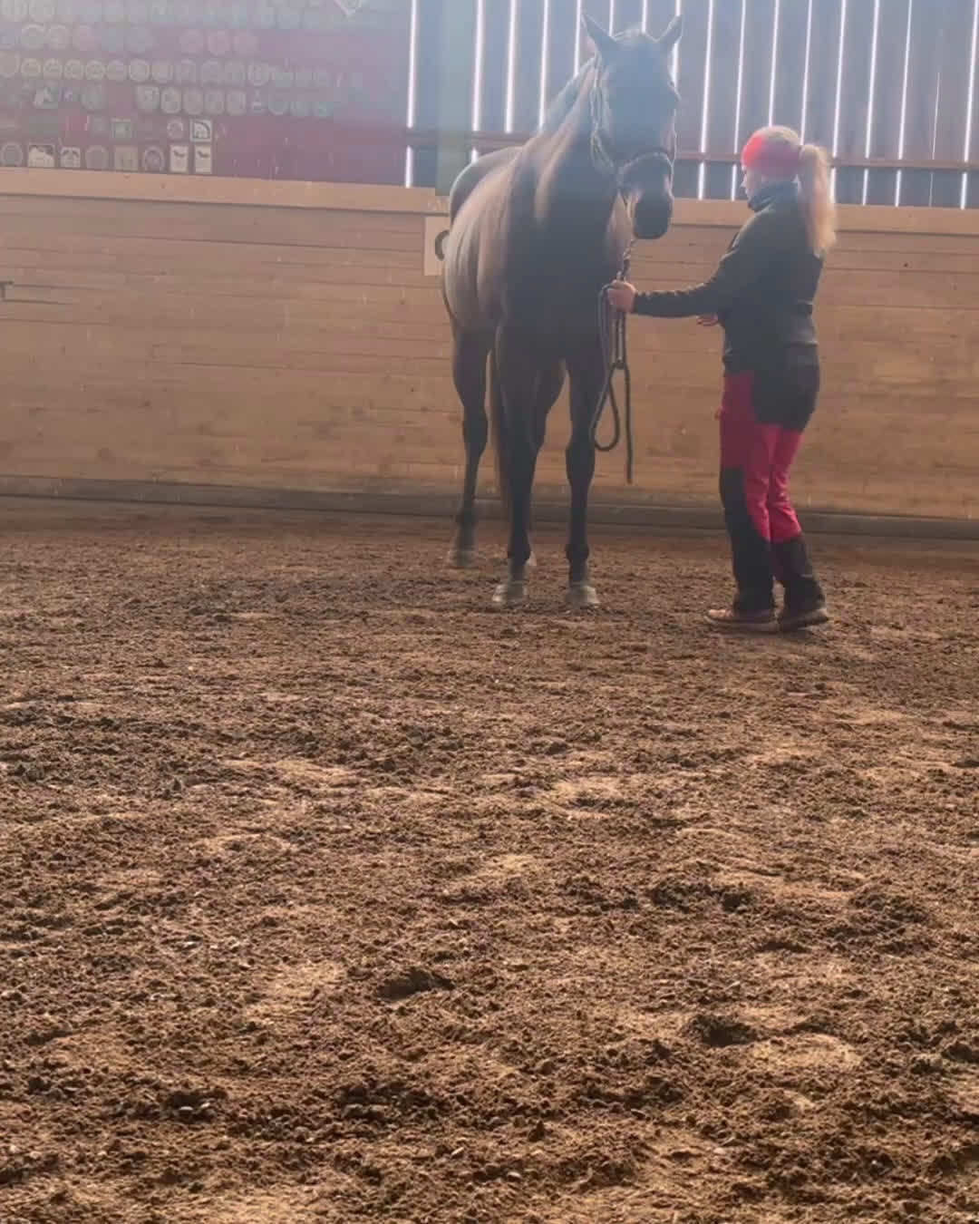 hästservice finnes: Horsemanship, lastning, trygg häst, tillridning mm i Nyköping - Video 2
