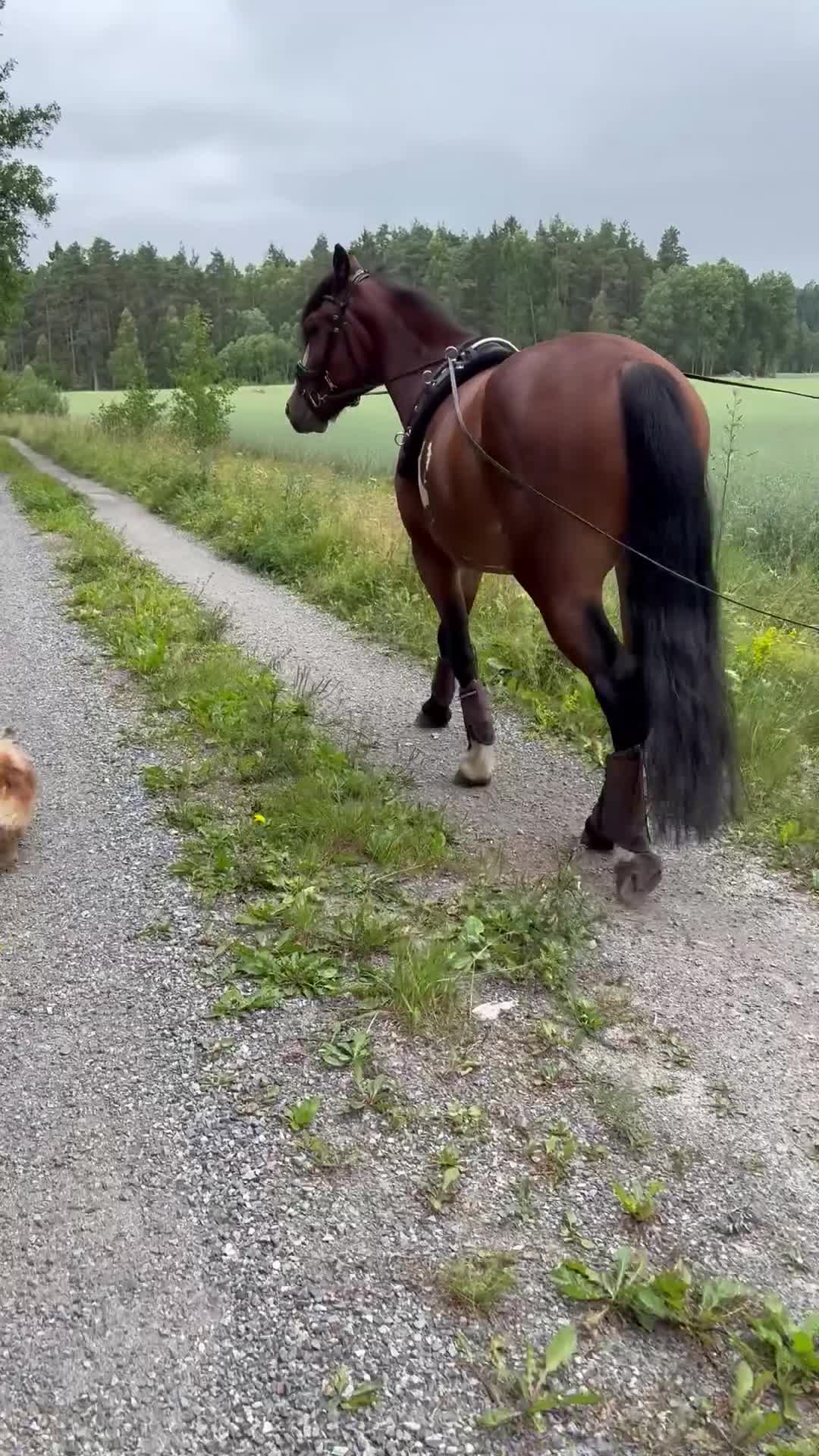 Allround hästar till salu: Snygg valack till ridning  - Video 2