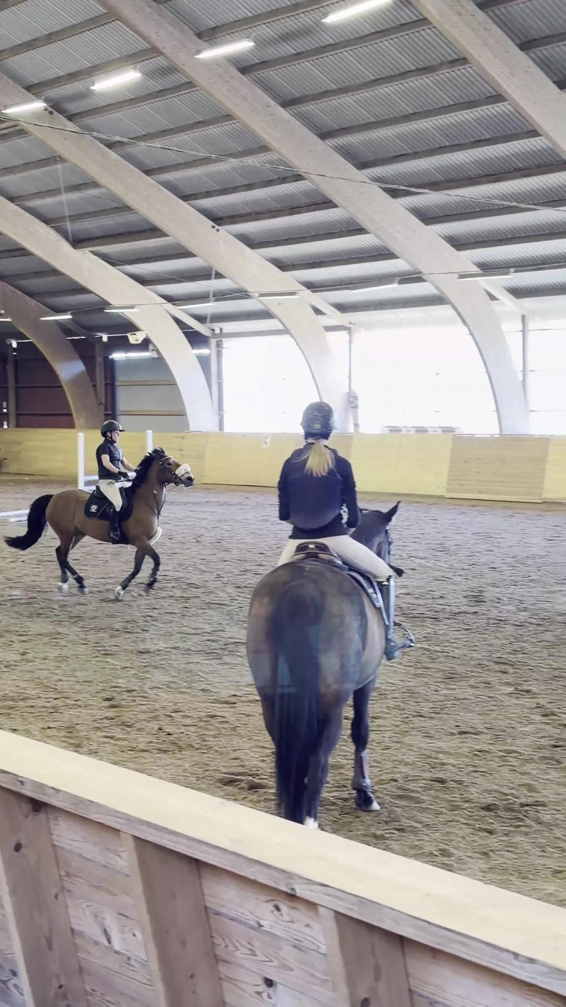 Hoppning hästar till salu: Snäll Allround ponny - Video 5