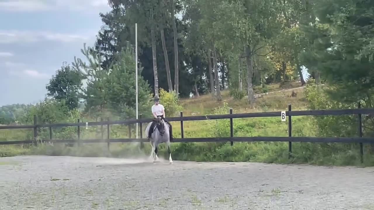 Allround hästar till salu: Fin läromästare - Video 1
