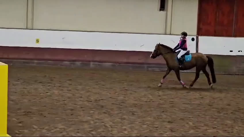 Allround hästar till salu: Häftig allroundponny - Video 1