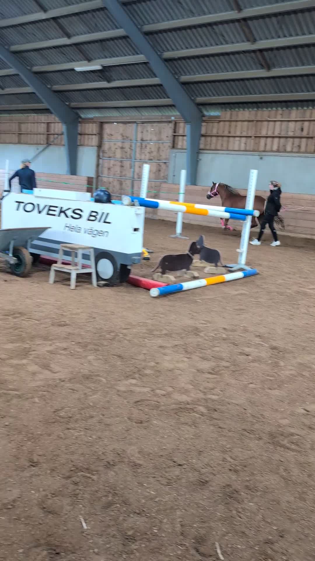 Allround hästar till salu: Ljuvligt sto  - Video 3