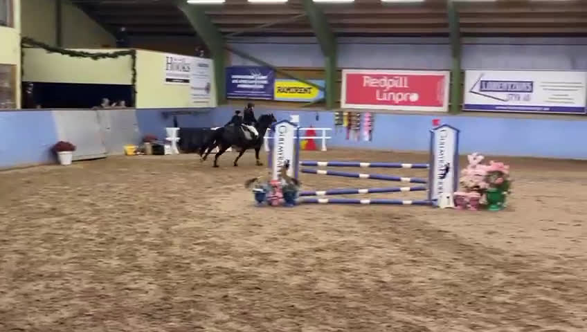 Hoppning hästar till salu: Svensk ridponny e.Converse All Star - Video 3