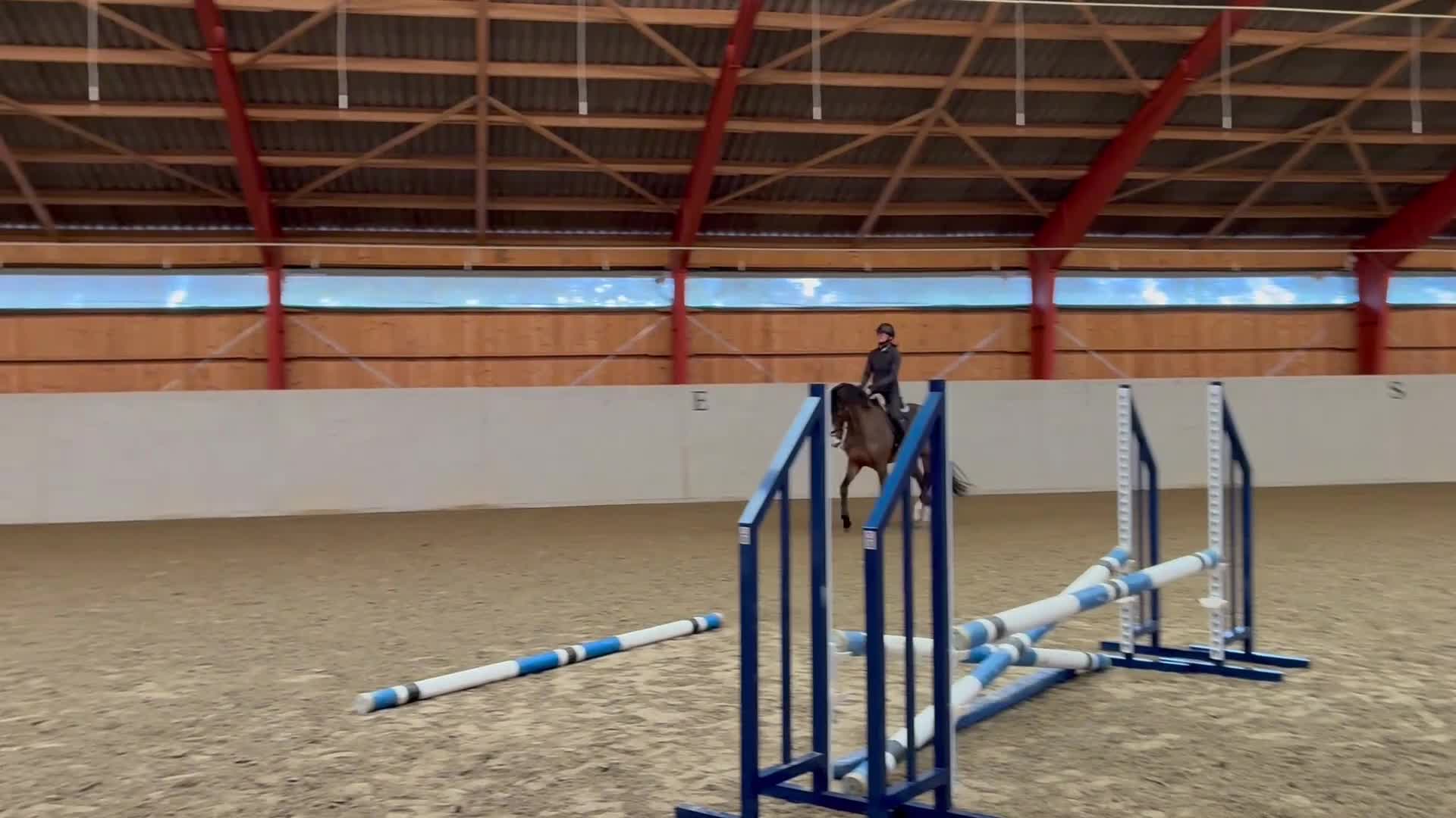 Hoppning hästar till salu: Väldigt fin SWB 4åring - Video 1