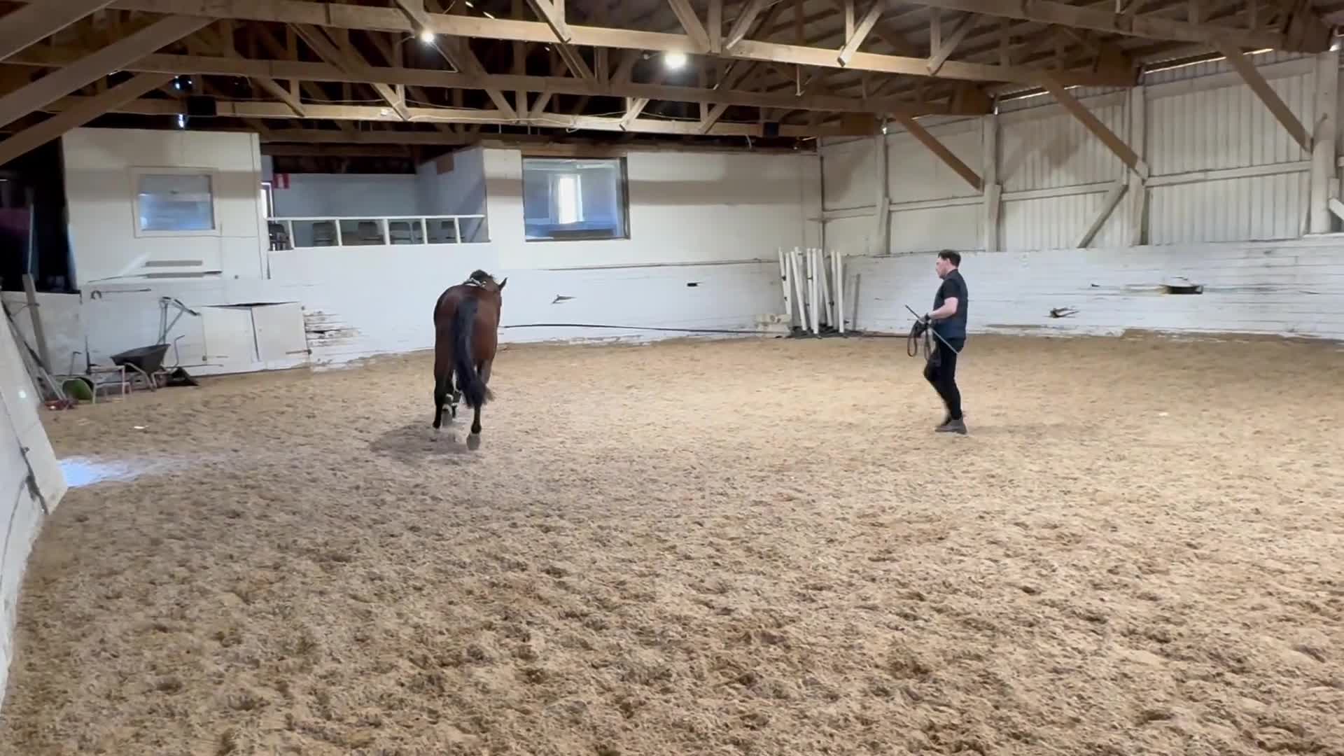 Allround hästar till salu: Fynda trevlig valack! - Video 2