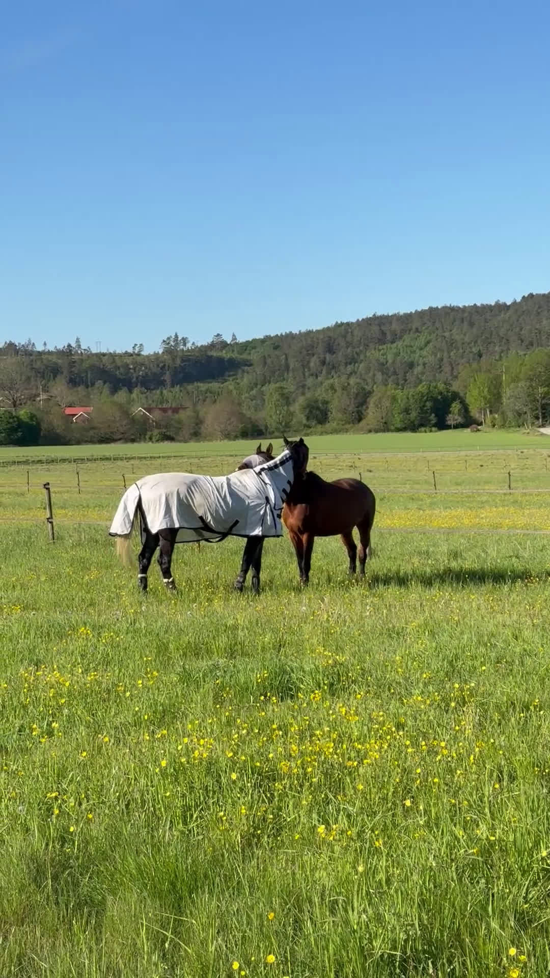 Allround hästar sökes: Sto söker bästavän/ryttare i Uddevalla - Video 4