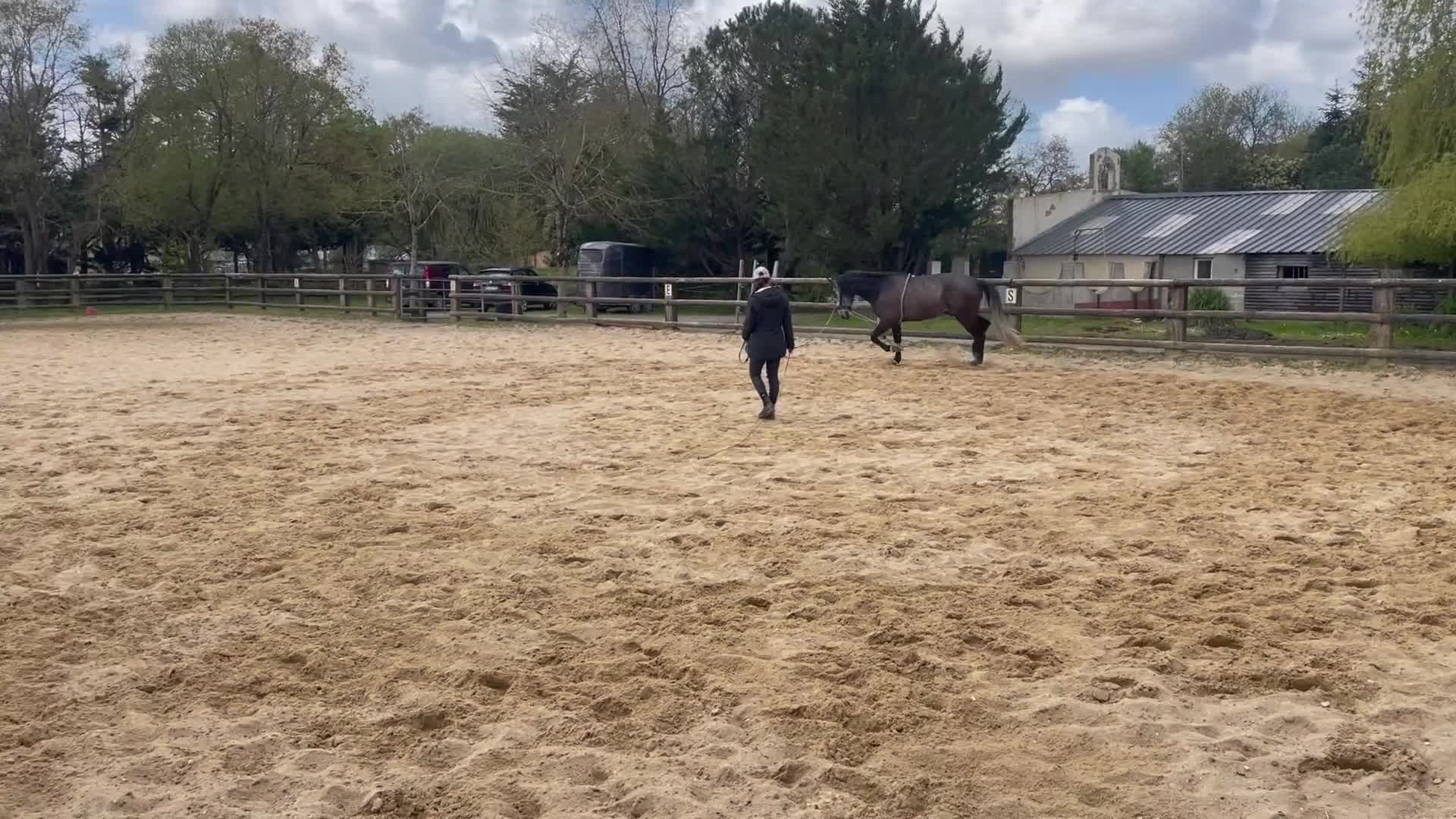 Dressyr hästar till salu: Lusitano for sale  - Video 2
