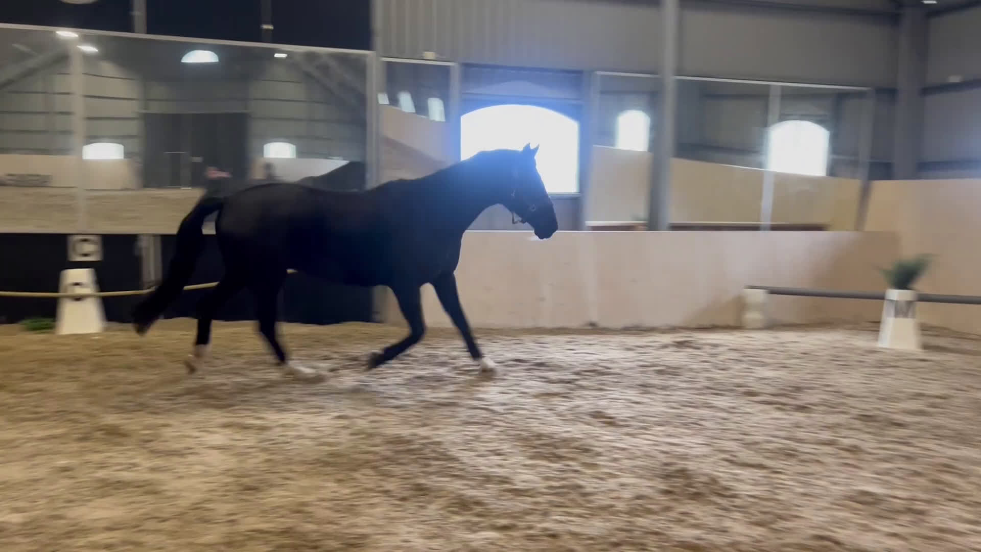 Avelshästar hästar till salu: Svart Avelssto med toppstam - Video 5