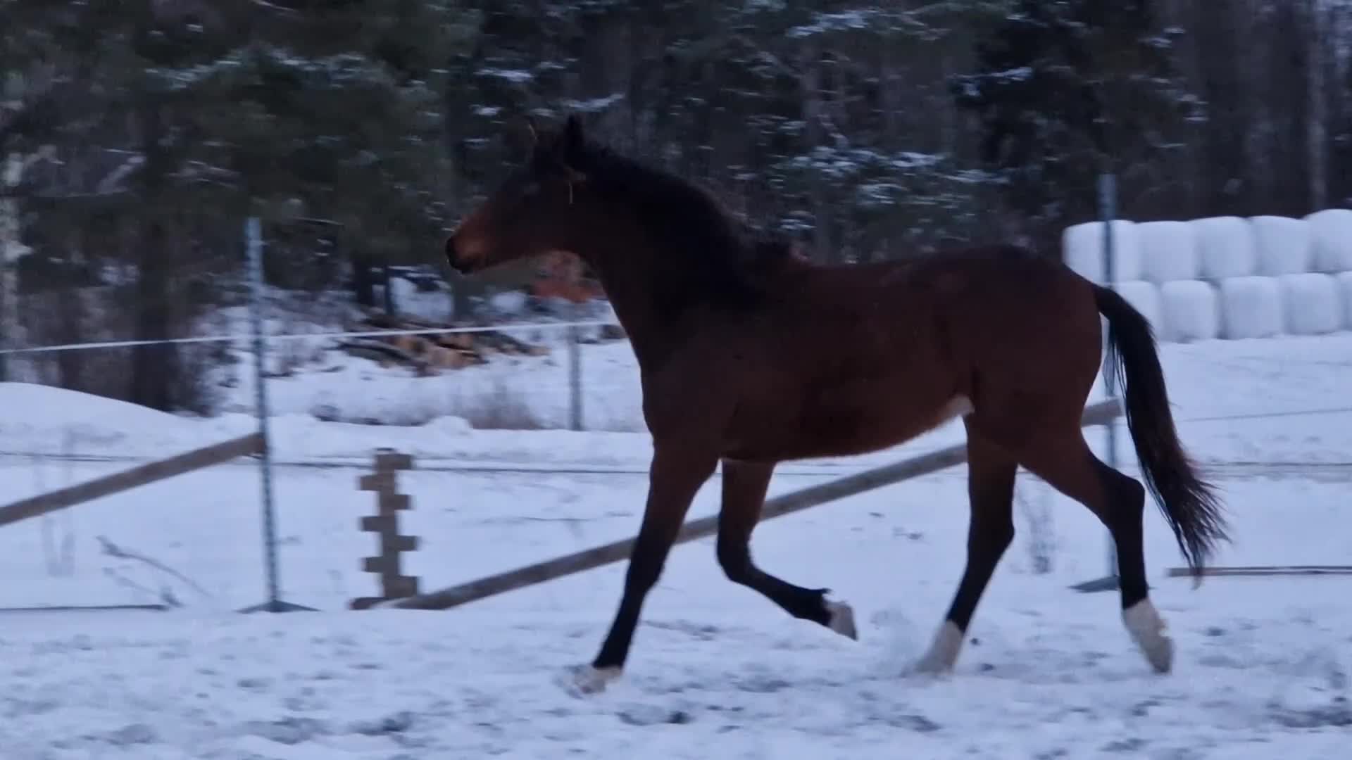 Dressyr hästar till salu: 2 åring - Video 1