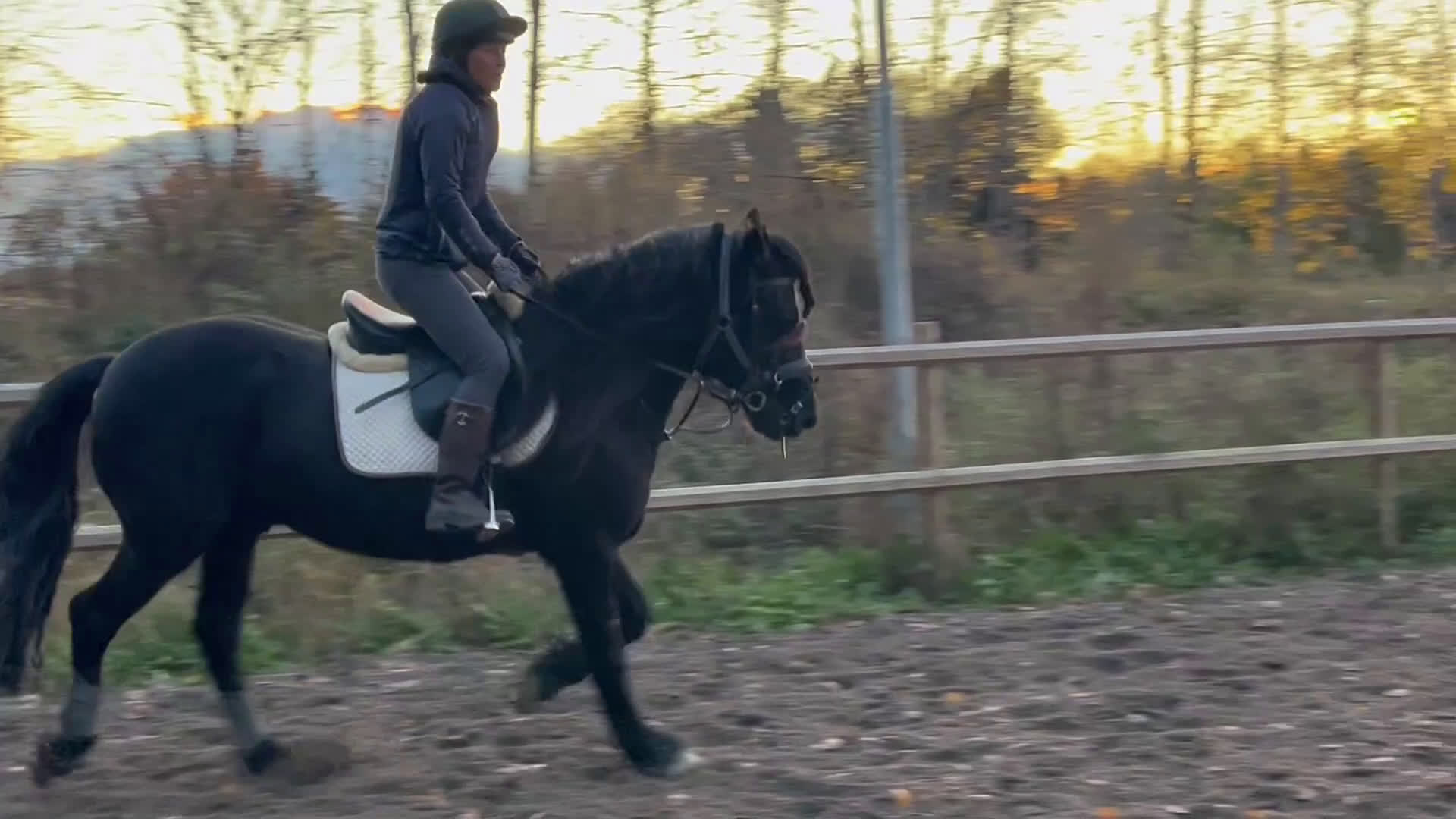 Allround hästar till salu: Bildskön kallblodstravare med fina gångarter  i Västerås - Video 2