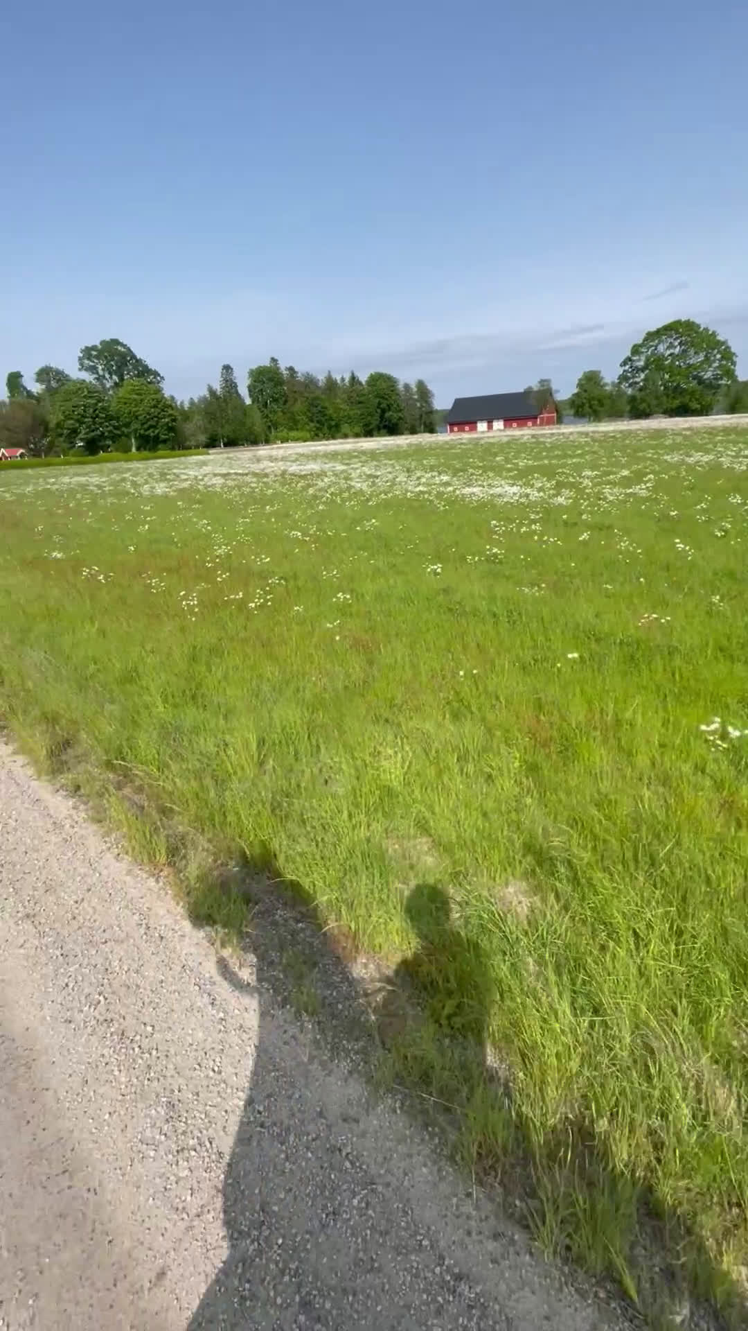 Allround hästar till salu: Gentleman till salu! - Video 2