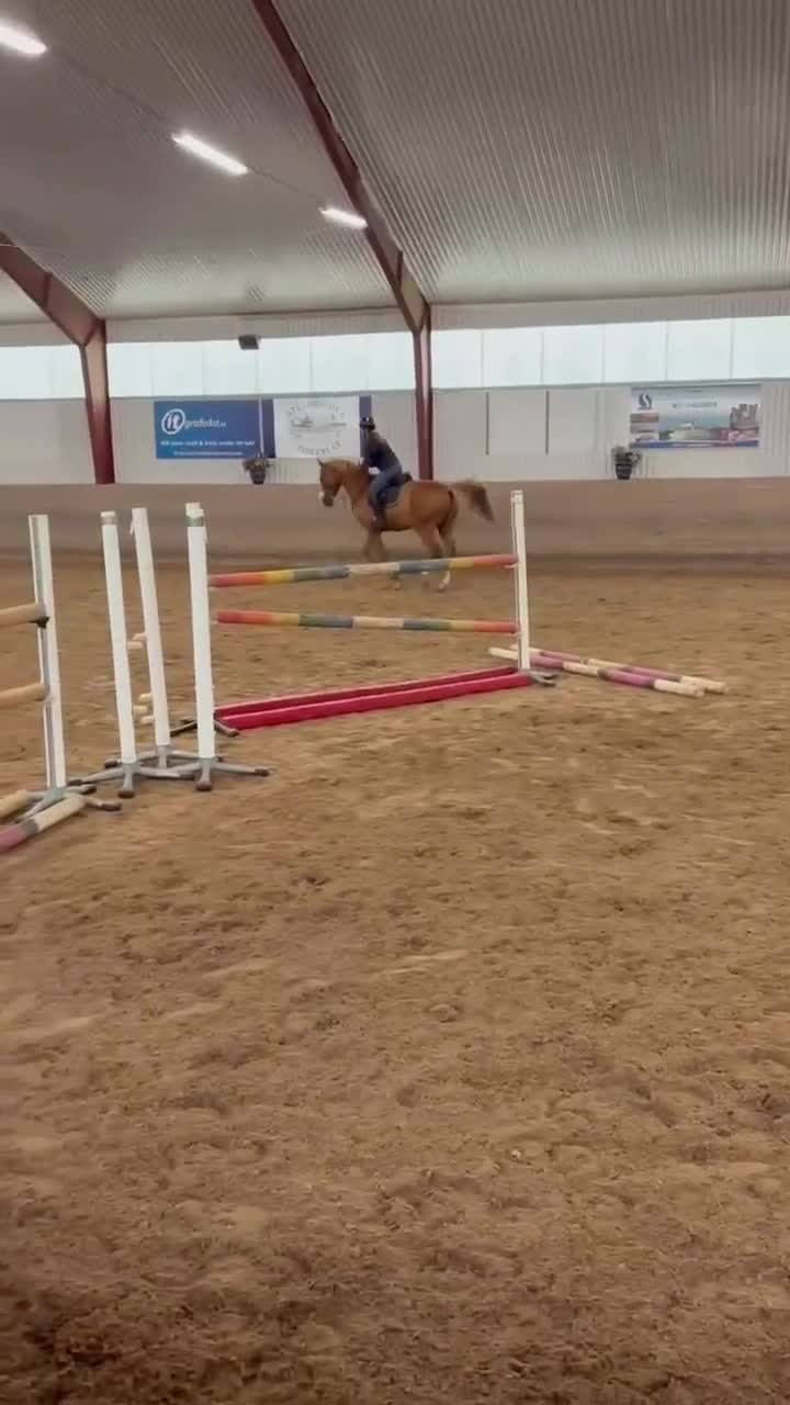 Hoppning hästar till salu: Kvick och sportig SWB valack  - Video 4