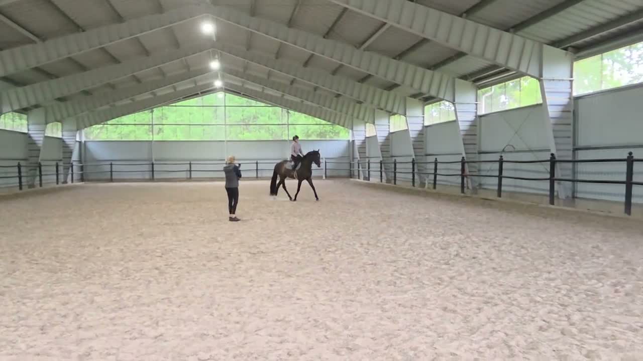 Hoppning hästar till salu: Unghäst för framtiden e: Mr Vain - Video 2