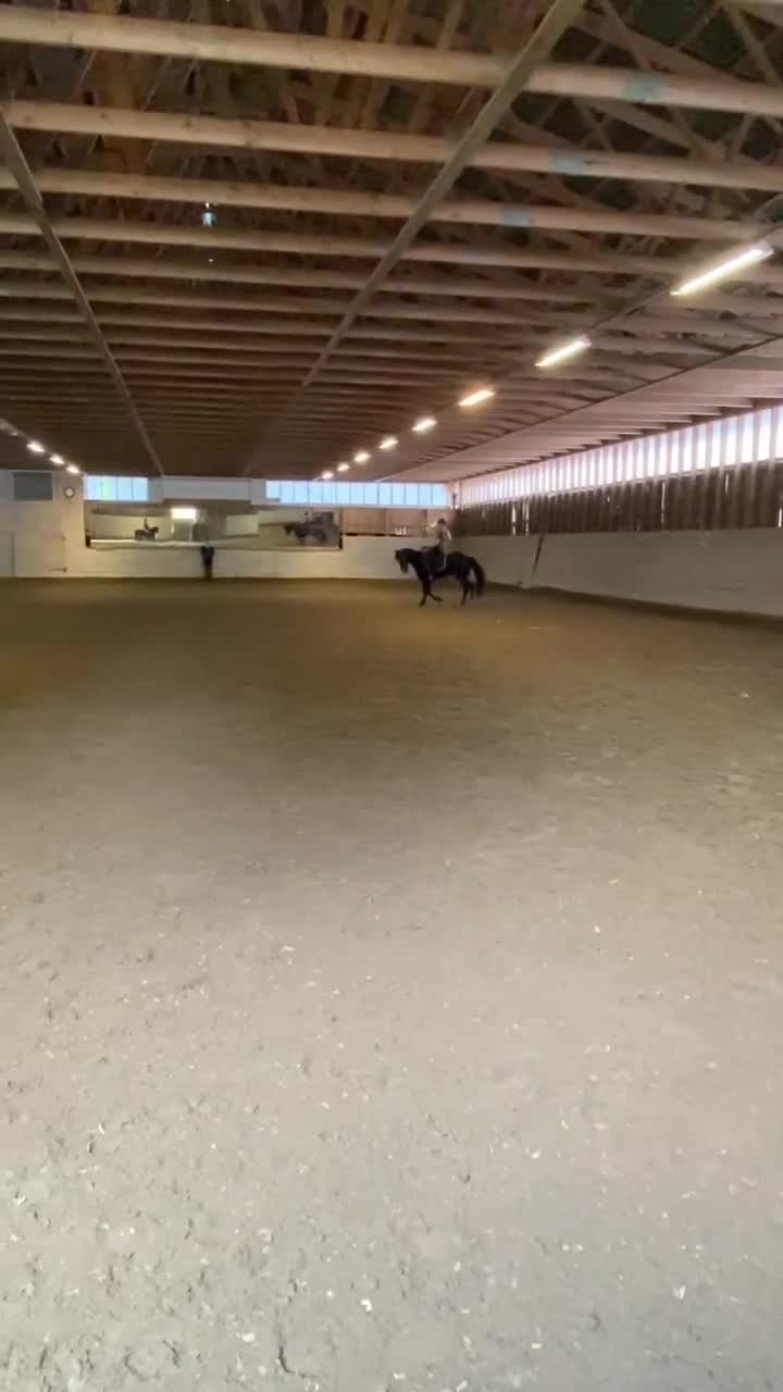 Allround hästar till salu: Fin läromästare, d- ponny  - Video 1