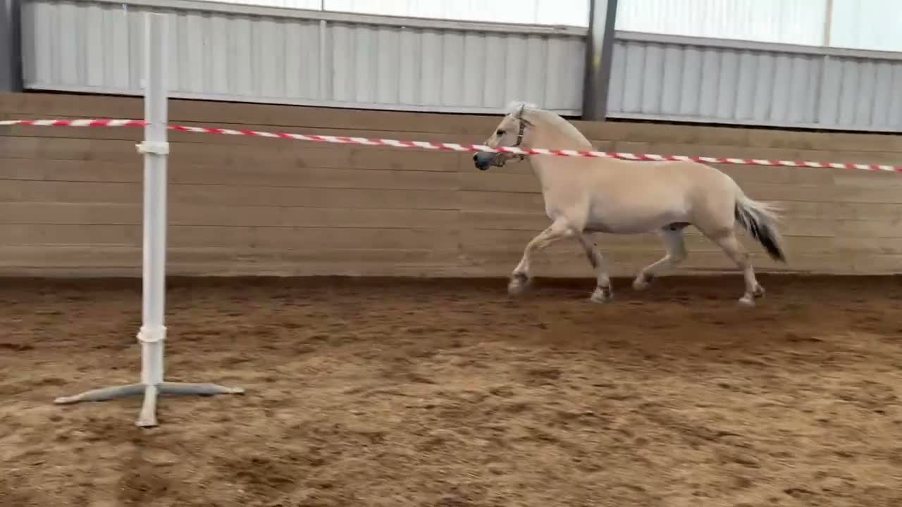 Allround hästar till salu: Välhanterat 3,5-årigt fjordsto i Eskilstuna - Video 2