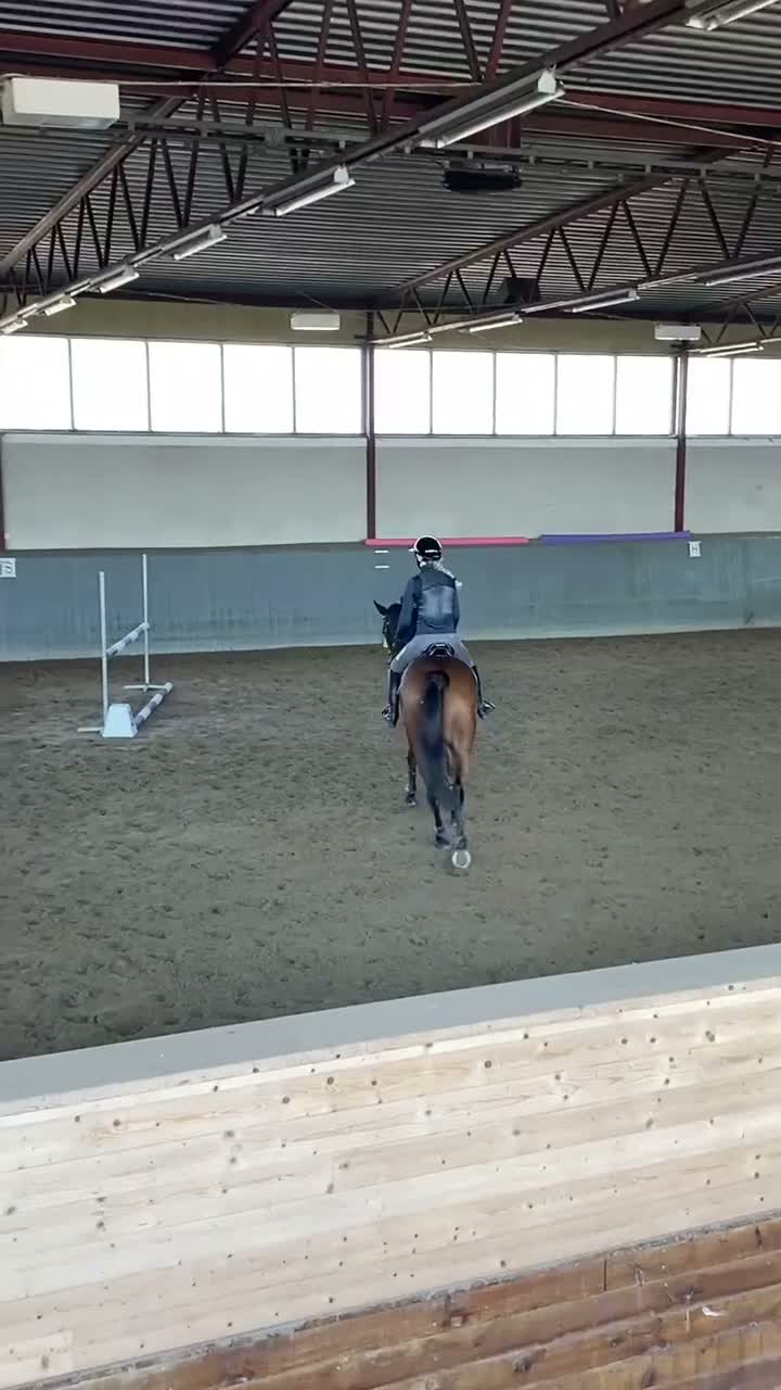 Allround hästar till salu: En bästa vän att ha kul med i alla grenar!  - Video 2