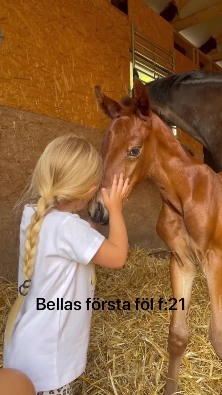 Allround hästar till salu: Het och speciell men med stort hjärta - Video 3