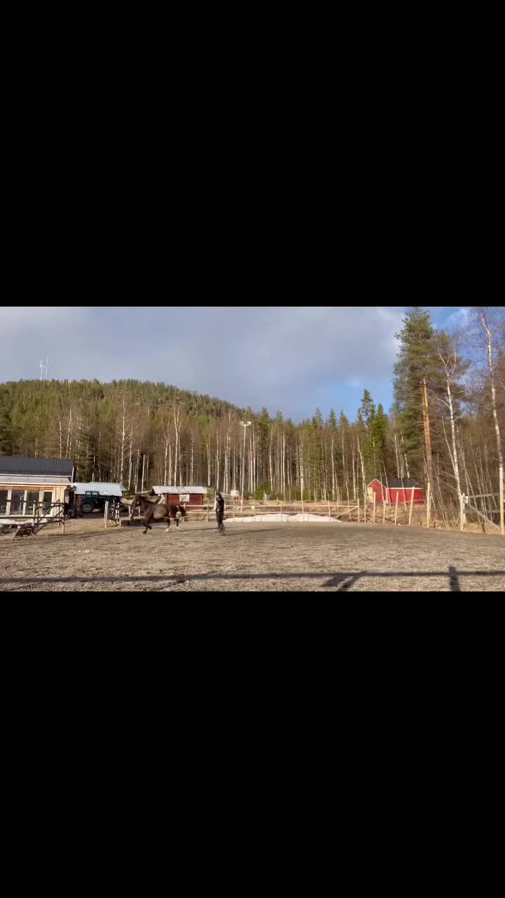 Allround hästar till salu: Din blivande bästavän <3 - Video 3