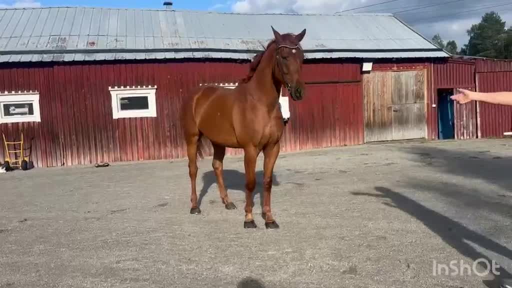 Hoppning hästar till salu: Dröm killen! - Video 2