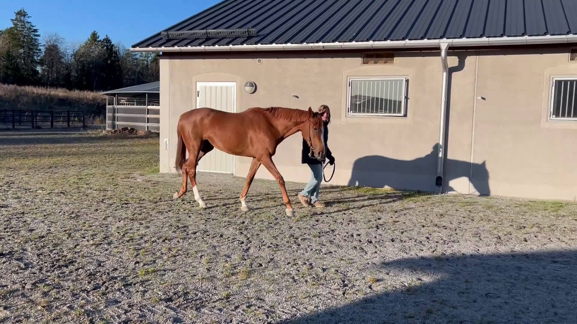 Allround hästar till salu: 2 årigt fux sto till salu  i Bro - Video 1