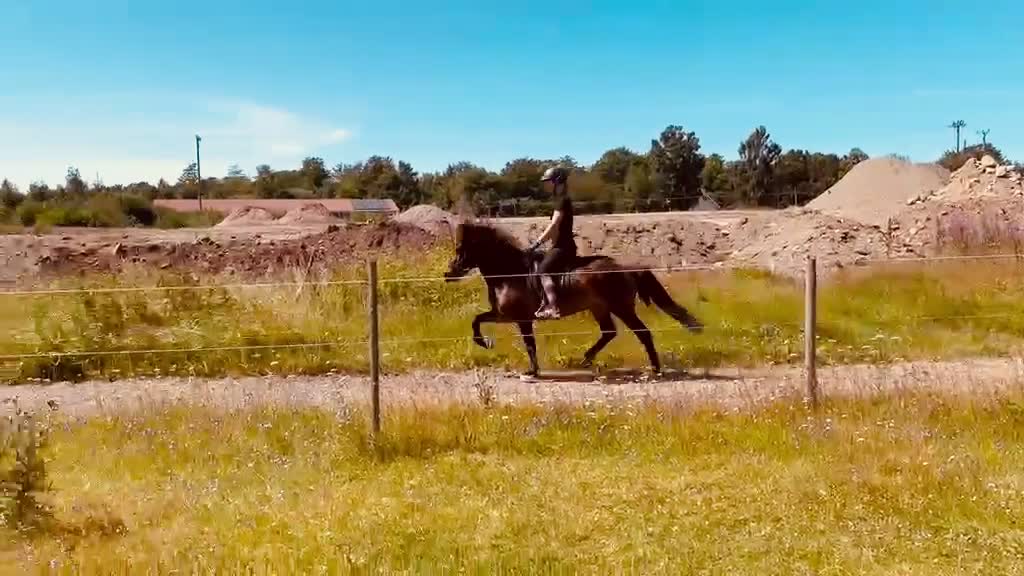 Island hästar till salu: Lira från Spelmansgården i Hjärnarp - Video 1