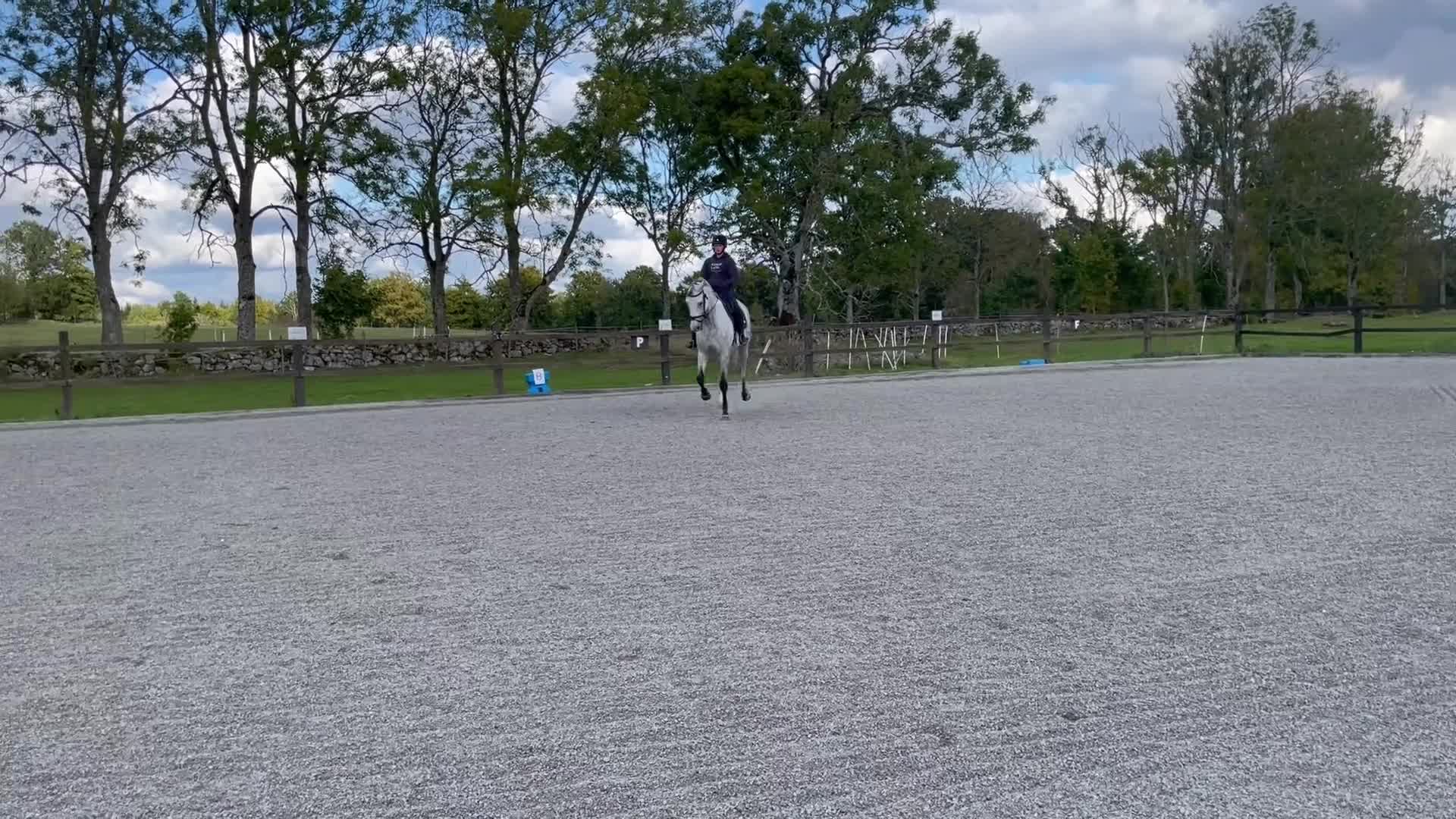 Allround hästar till salu: Allround valack - Video 1