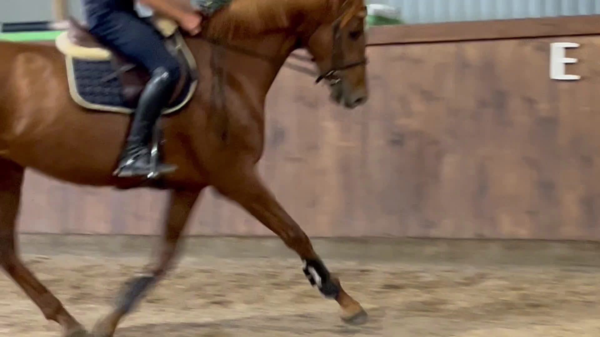 Dressyr hästar till salu: Dressyrsto e. Sibelius i Habo - Video 1