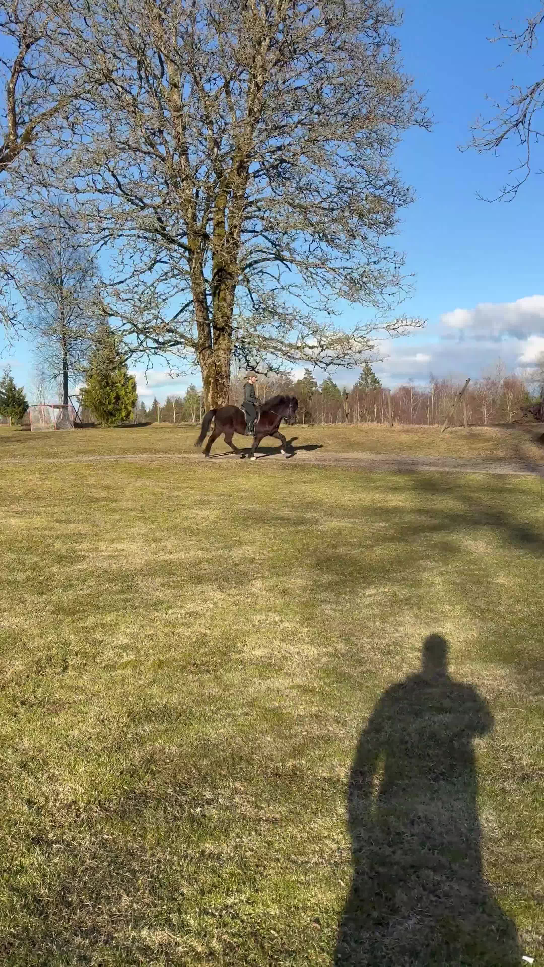 Island hästar till salu: Flott fyrgångsvalack - Video 1