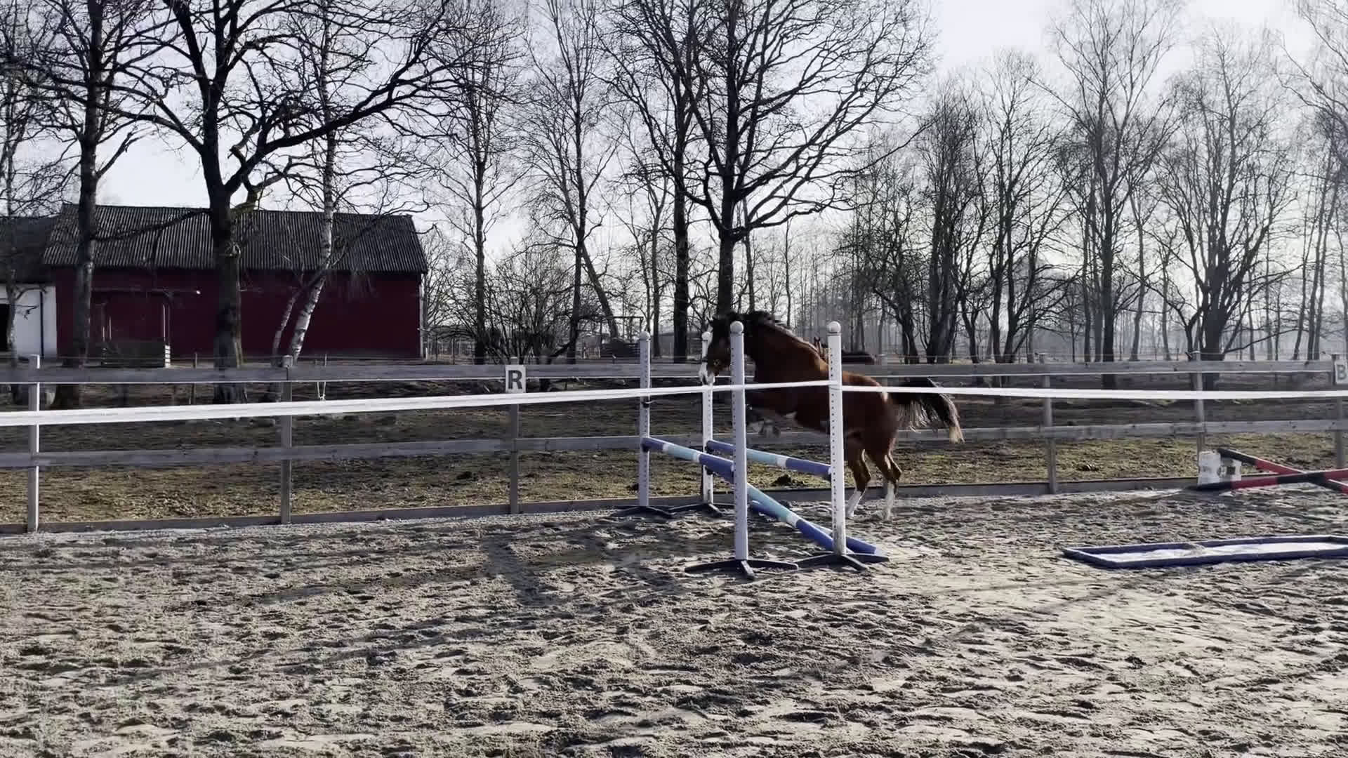 Allround hästar till salu: Fantastiskt sto -24  - Video 2