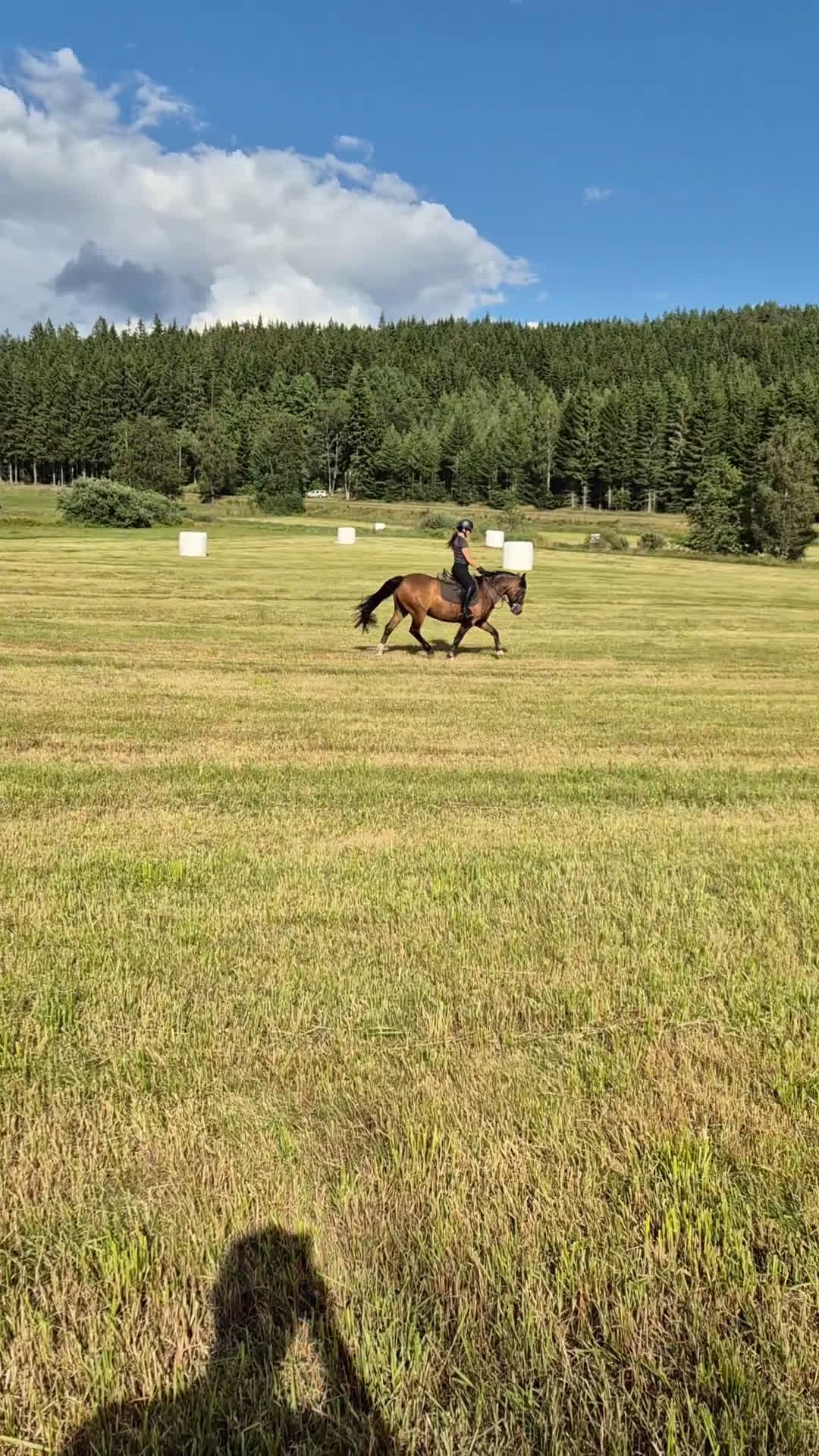 Hoppning hästar till salu: Trevlig Allroundponny  i Landsbro - Video 5