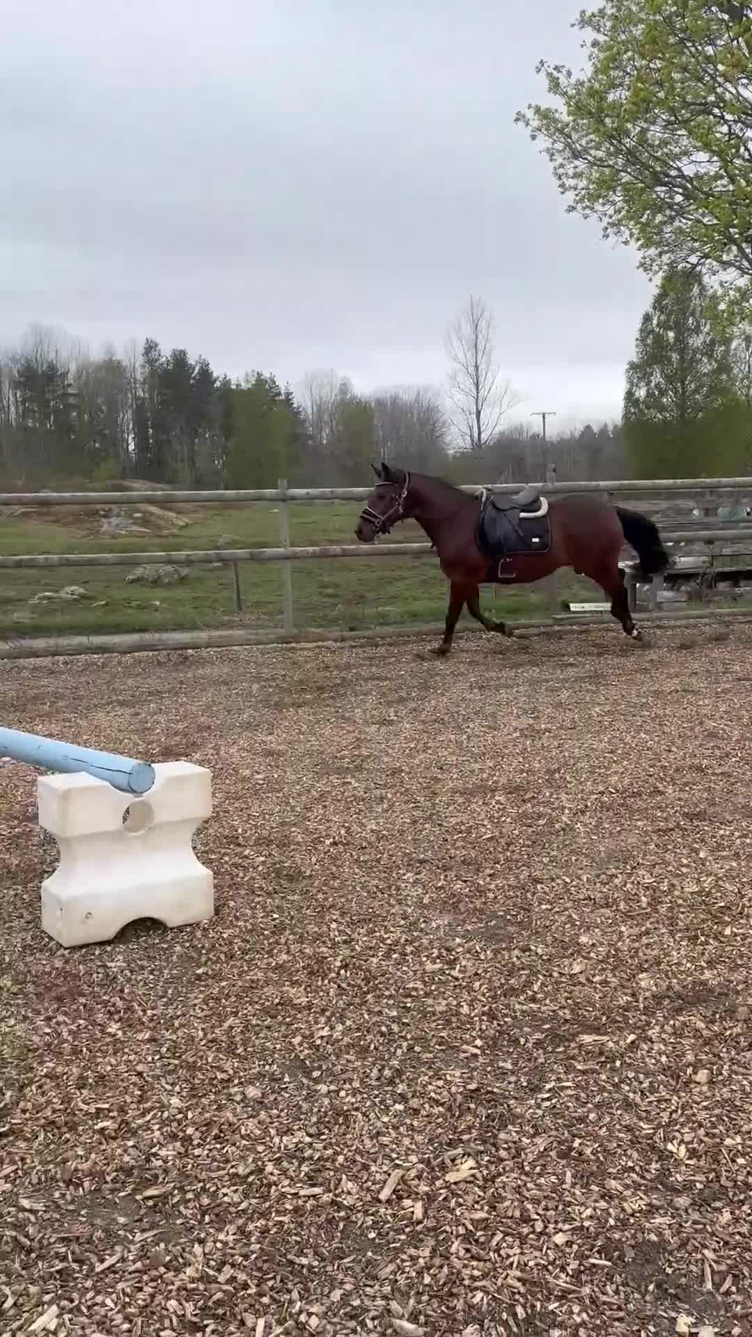 Allround hästar till salu: Fin ungponny  - Video 1