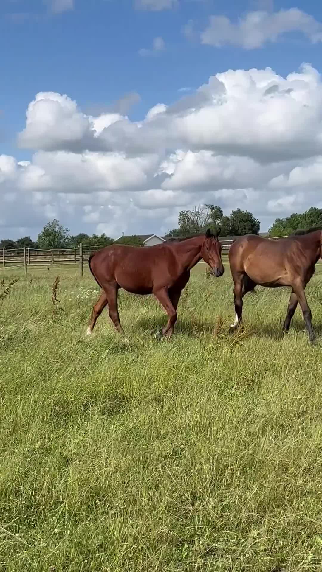 Hoppning hästar till salu: Framtidshäst  - Video 1
