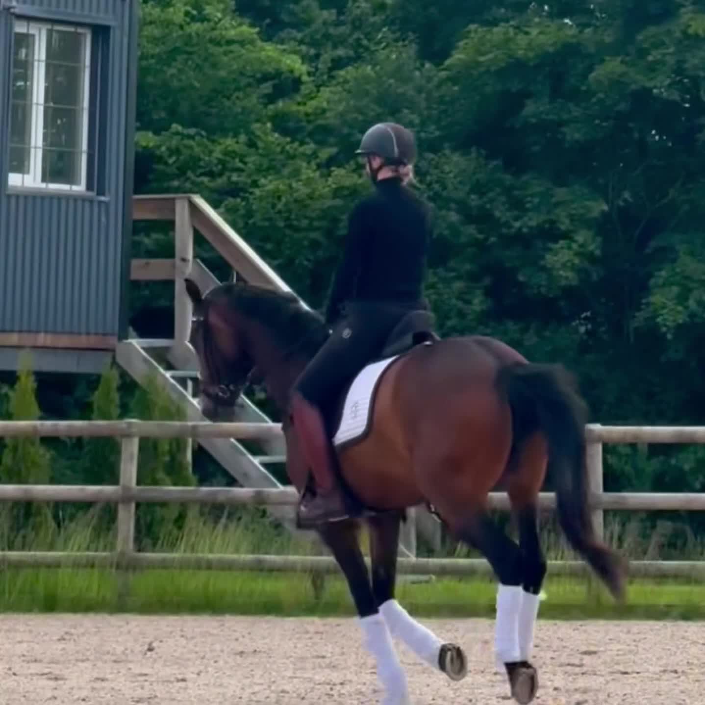 Dressyr hästar till salu: Lovande dressyrsto - Video 1