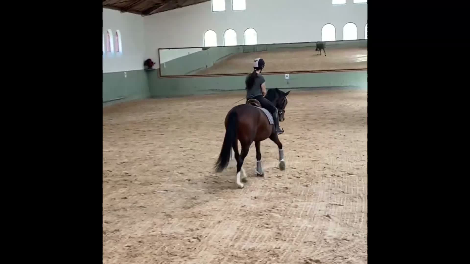 Dressyr hästar till salu: Talangfullt Suarez-sto – 6 år - Video 1
