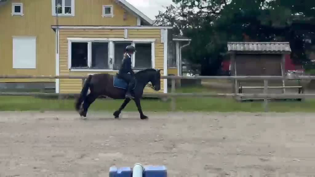 Allround hästar till salu: Trygg ponny för framtiden! - Video 4