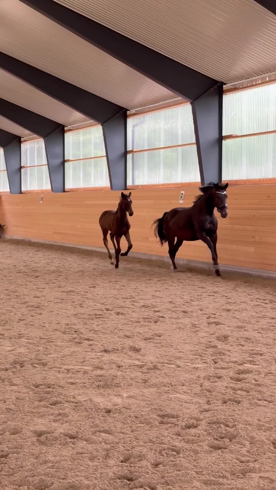 Dressyr hästar till salu: Snyggt och rörligt föl - Video 2