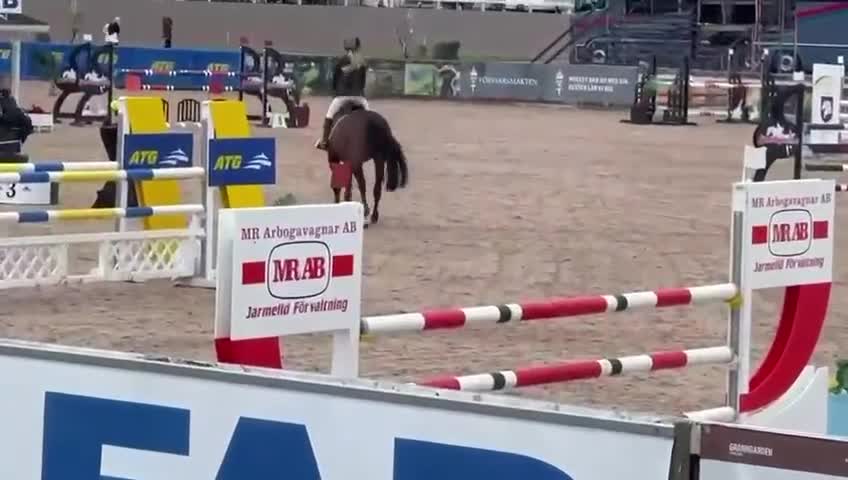 Hoppning hästar till salu: Perfekt Childrens häst  - Video 2